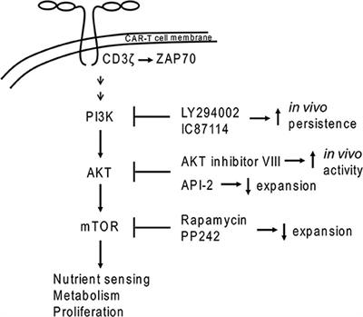 Engineering CAR-T Cells for Improved Function Against Solid Tumors